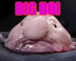 Blob fish | BIG BOI | image tagged in blob fish | made w/ Imgflip meme maker