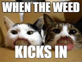 WHEN THE WEED; KICKS IN | image tagged in funny cats | made w/ Imgflip meme maker