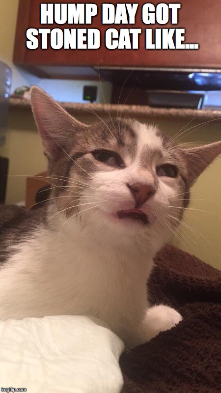 Stoned Cat

(Image care of Joe Rooks) | HUMP DAY GOT STONED CAT LIKE... | image tagged in stoned cat jf | made w/ Imgflip meme maker