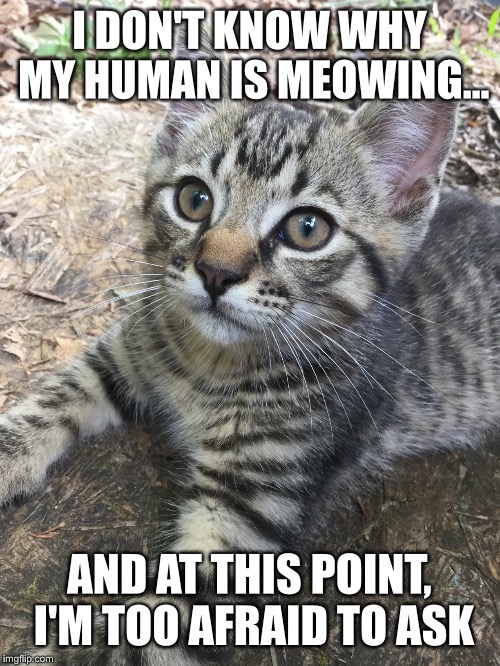 Confused kitty |  I DON'T KNOW WHY MY HUMAN IS MEOWING... AND AT THIS POINT, I'M TOO AFRAID TO ASK | image tagged in and at this point i am to afraid to ask | made w/ Imgflip meme maker