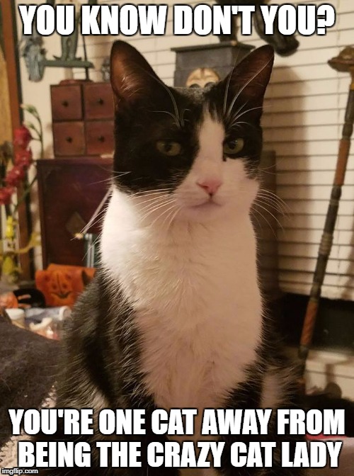 judging cat | YOU KNOW DON'T YOU? YOU'RE ONE CAT AWAY FROM BEING THE CRAZY CAT LADY | image tagged in crazy cat lady,judging cat | made w/ Imgflip meme maker