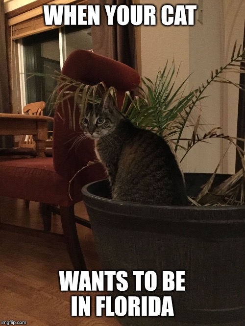 WHEN YOUR CAT; WANTS TO BE IN FLORIDA | image tagged in wishful kitty | made w/ Imgflip meme maker