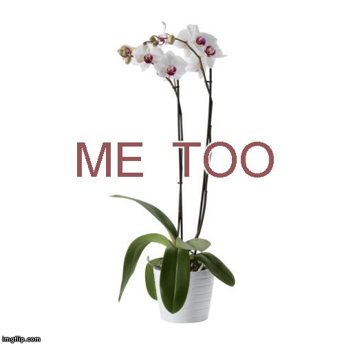 me too | ME  TOO | image tagged in harvey weinstein,plant | made w/ Imgflip meme maker