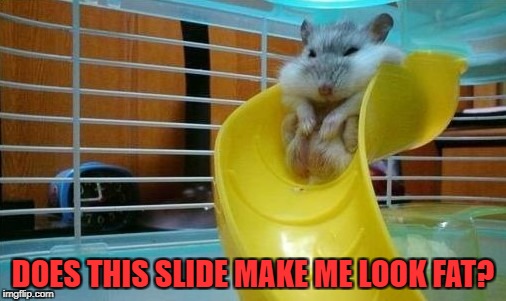 DOES THIS SLIDE MAKE ME LOOK FAT? | image tagged in hamster | made w/ Imgflip meme maker