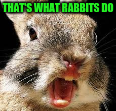 THAT'S WHAT RABBITS DO | made w/ Imgflip meme maker