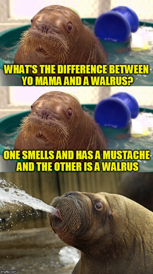 Walrus Pun | WHAT'S THE DIFFERENCE BETWEEN YO MAMA AND A WALRUS? ONE SMELLS AND HAS A MUSTACHE AND THE OTHER IS A WALRUS | image tagged in memes,walrus,yo mamas so fat,jokes,yo mama joke,puns | made w/ Imgflip meme maker