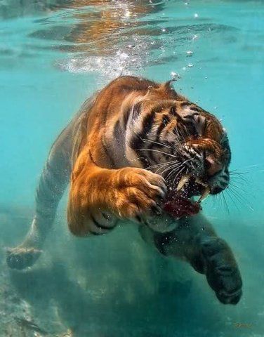 Swimming Tiger Blank Meme Template