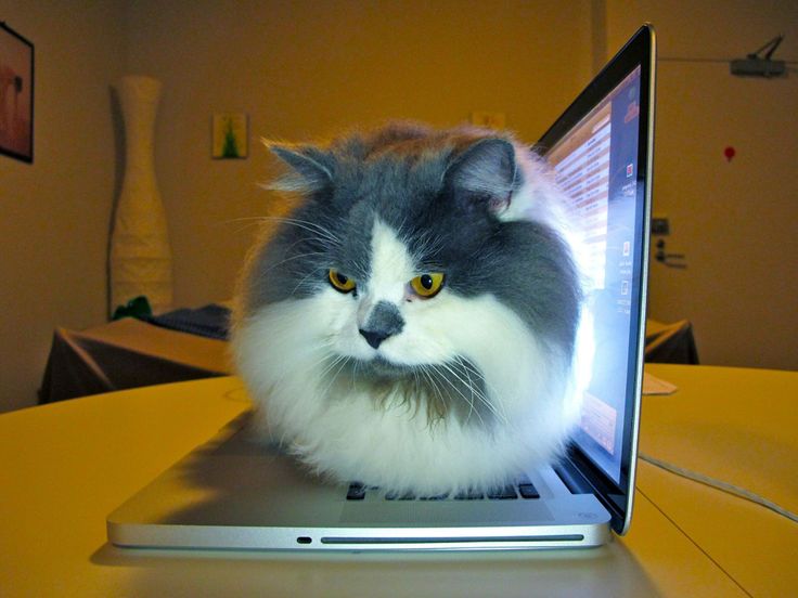 High Quality Laptop Cat Blank Meme Template
