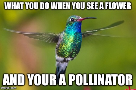hummingbird | WHAT YOU DO WHEN YOU SEE A FLOWER; AND YOUR A POLLINATOR | image tagged in hummingbird | made w/ Imgflip meme maker
