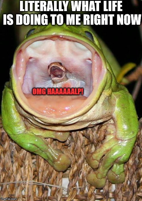 Frog Eating Snake |  LITERALLY WHAT LIFE IS DOING TO ME RIGHT NOW; OMG HAAAAAALP! | image tagged in frog eating snake | made w/ Imgflip meme maker