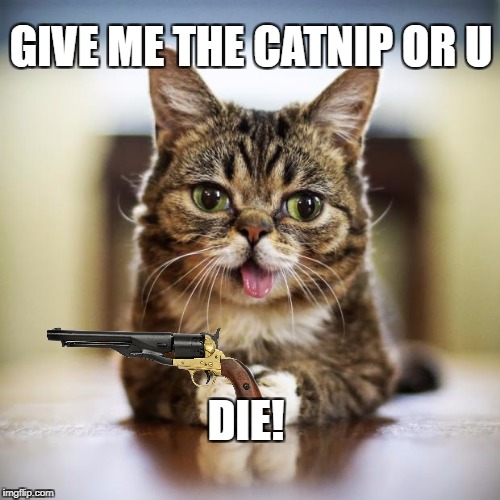 lil bub | GIVE ME THE CATNIP OR U; DIE! | image tagged in lil bub | made w/ Imgflip meme maker