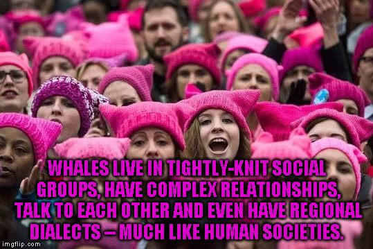 Pussy hats | WHALES LIVE IN TIGHTLY-KNIT SOCIAL GROUPS, HAVE COMPLEX RELATIONSHIPS, TALK TO EACH OTHER AND EVEN HAVE REGIONAL DIALECTS -- MUCH LIKE HUMAN SOCIETIES. | image tagged in pussy hats | made w/ Imgflip meme maker