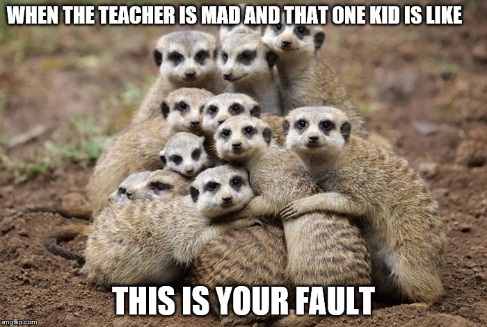 Animals Hugging | WHEN THE TEACHER IS MAD AND THAT ONE KID IS LIKE; THIS IS YOUR FAULT | image tagged in animals hugging | made w/ Imgflip meme maker