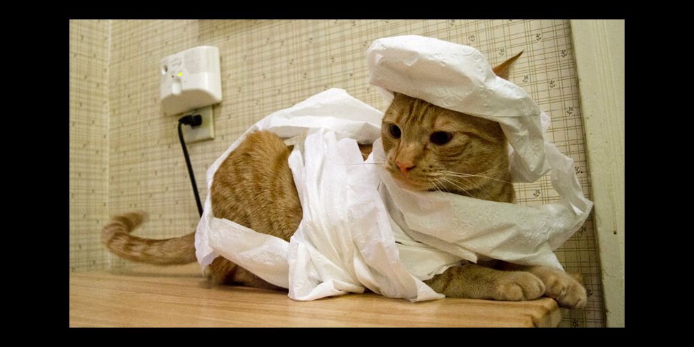 toilet paper mummy cat Blank Meme Template