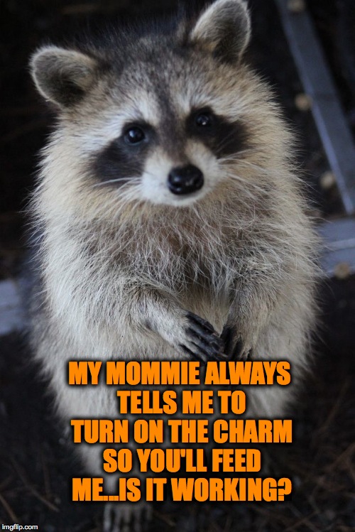 Turnin' On The Charm | MY MOMMIE ALWAYS TELLS ME TO TURN ON THE CHARM SO YOU'LL FEED ME...IS IT WORKING? | image tagged in hard to resist that face,eh | made w/ Imgflip meme maker