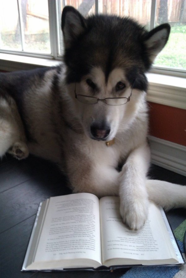 Professor dog Blank Meme Template