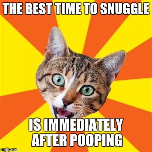 It's True | THE BEST TIME TO SNUGGLE; IS IMMEDIATELY AFTER POOPING | image tagged in memes,bad advice cat,poop,pets,good advice,snuggles | made w/ Imgflip meme maker