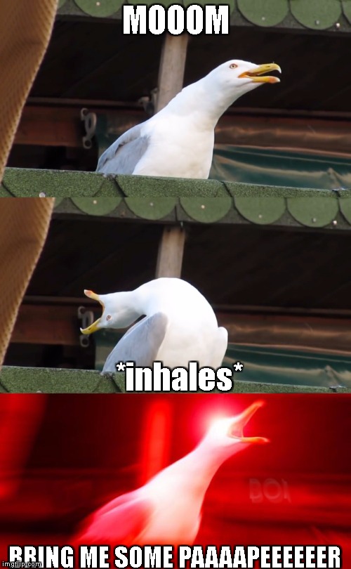 Inhaling seagull | MOOOM; *inhales*; BRING ME SOME PAAAAPEEEEEER | image tagged in inhaling seagull | made w/ Imgflip meme maker