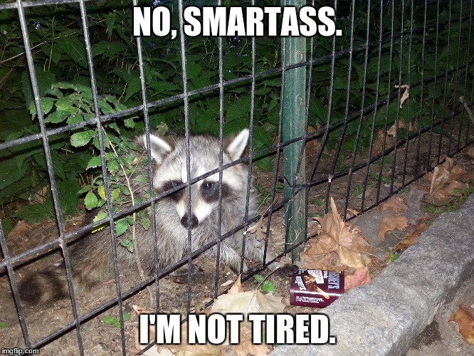 "Rough Night, Rocky?" | NO, SMARTASS. I'M NOT TIRED. | image tagged in raccoon,sarcasm,funny,animal humor,smartass,tired | made w/ Imgflip meme maker