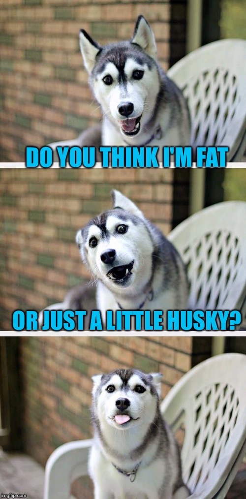 Bad Pun Dog 2 | DO YOU THINK I'M FAT; OR JUST A LITTLE HUSKY? | image tagged in bad pun dog 2 | made w/ Imgflip meme maker