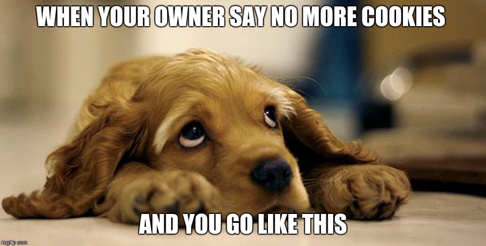 Dog Cookies Meme | WHEN YOUR OWNER SAY NO MORE COOKIES; AND YOU GO LIKE THIS | image tagged in dogs | made w/ Imgflip meme maker