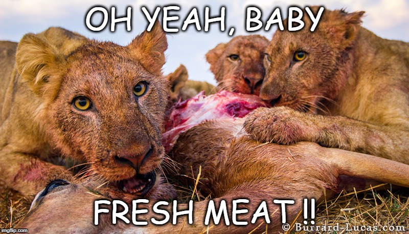 Oh Yeah Baby | OH YEAH, BABY; FRESH MEAT !! | image tagged in lions,meat,frsh meat,welcome to the bbs,newbie | made w/ Imgflip meme maker