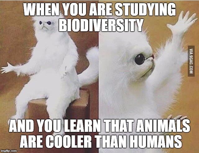 Confused Monkey / Cat | WHEN YOU ARE STUDYING BIODIVERSITY; AND YOU LEARN THAT ANIMALS ARE COOLER THAN HUMANS | image tagged in confused monkey / cat | made w/ Imgflip meme maker