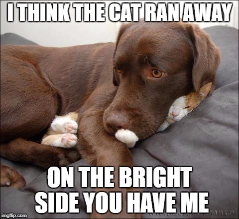 I Dunno Why The Cat Ran Away | I THINK THE CAT RAN AWAY; ON THE BRIGHT SIDE YOU HAVE ME | image tagged in dog,grumpy cat,ginger cat,cat,cat meme,dog meme | made w/ Imgflip meme maker
