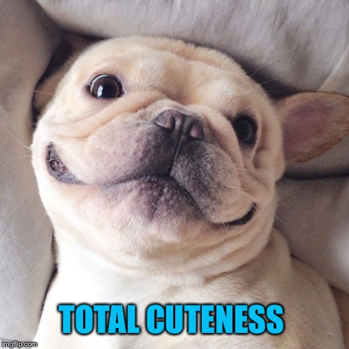 TOTAL CUTENESS | made w/ Imgflip meme maker