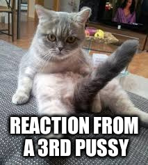 REACTION FROM A 3RD PUSSY | made w/ Imgflip meme maker