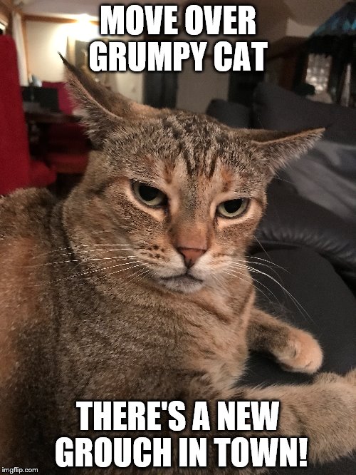 Grumpier Cat | MOVE OVER GRUMPY CAT; THERE'S A NEW GROUCH IN TOWN! | image tagged in diesel | made w/ Imgflip meme maker