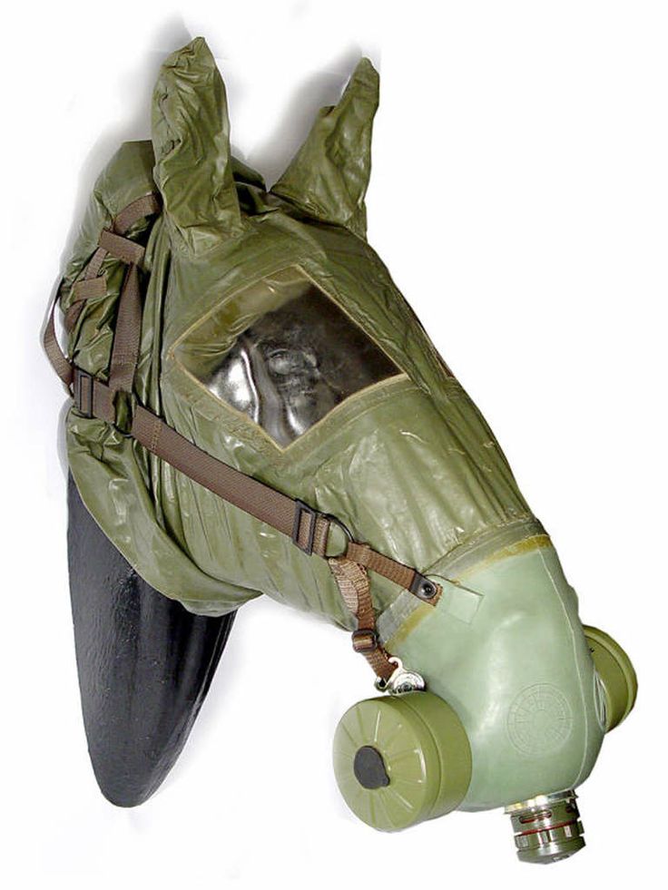 Gas mask donkey  Blank Meme Template