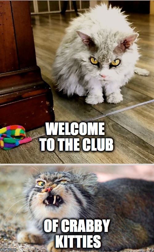 WELCOME TO THE CLUB OF CRABBY KITTIES | made w/ Imgflip meme maker