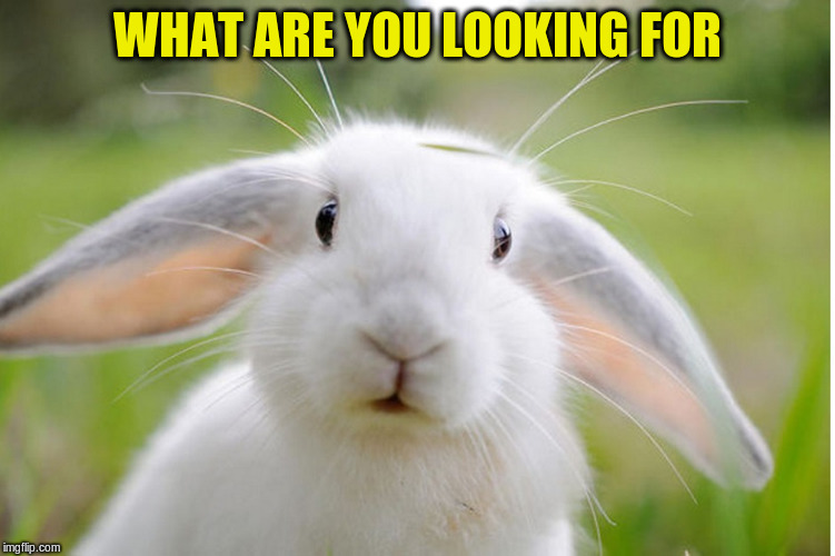 WHAT ARE YOU LOOKING FOR | made w/ Imgflip meme maker