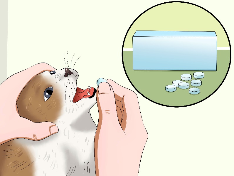 High Quality Cat Medicine Blank Meme Template