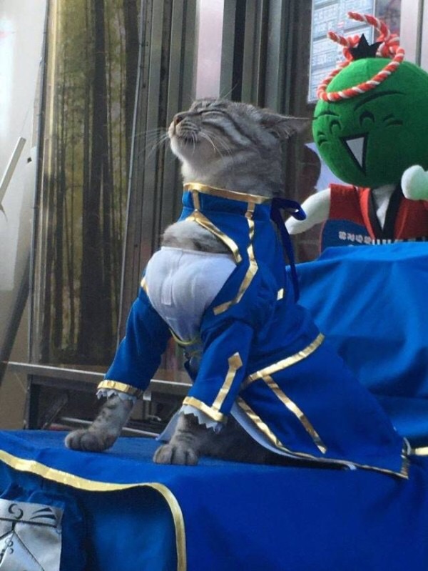 Royal Cat Blank Meme Template