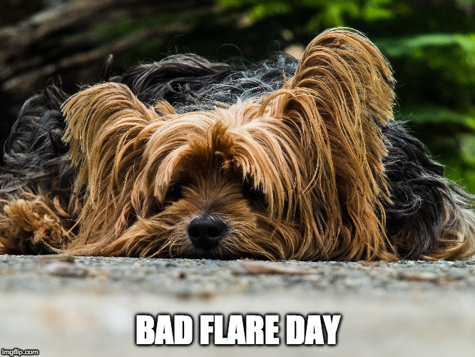 BAD FLARE DAY | image tagged in lupus,flare,dog,pun | made w/ Imgflip meme maker