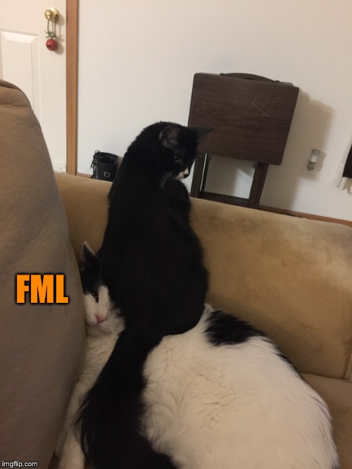Kittens... | FML | image tagged in cats,fml | made w/ Imgflip meme maker