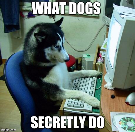 I Have No Idea What I Am Doing | WHAT DOGS; SECRETLY DO | image tagged in memes,i have no idea what i am doing | made w/ Imgflip meme maker