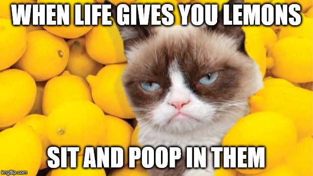 Grumpy Cat lemons | WHEN LIFE GIVES YOU LEMONS; SIT AND POOP IN THEM | image tagged in grumpy cat lemons | made w/ Imgflip meme maker