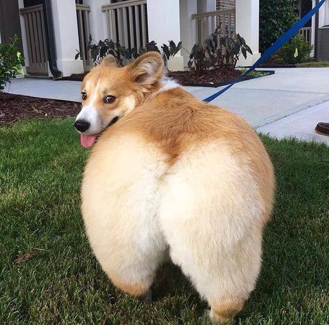 High Quality Butt dog Blank Meme Template