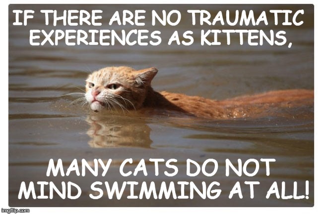 IF THERE ARE NO TRAUMATIC EXPERIENCES AS KITTENS, MANY CATS DO NOT MIND SWIMMING AT ALL! | made w/ Imgflip meme maker