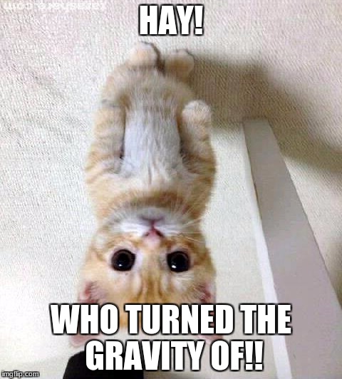 Cute Cat Meme | HAY! WHO TURNED THE GRAVITY OF!! | image tagged in memes,cute cat | made w/ Imgflip meme maker