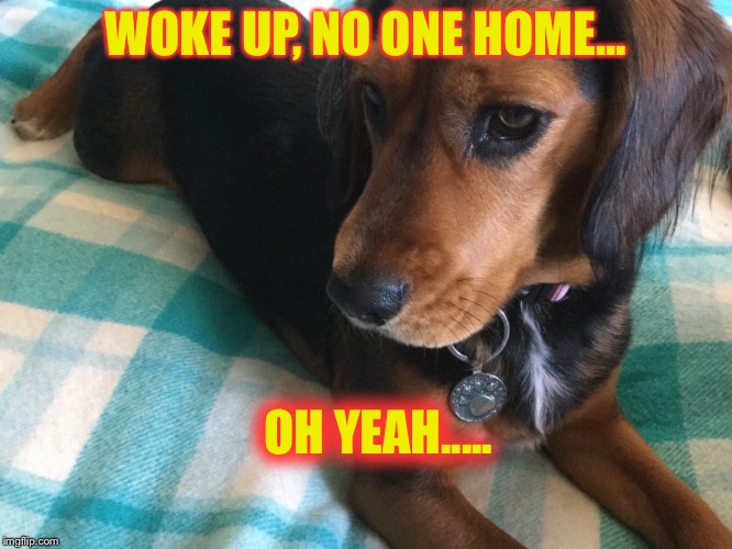 Let’s party  | WOKE UP, NO ONE HOME... OH YEAH..... | image tagged in bad pun dog,doge | made w/ Imgflip meme maker