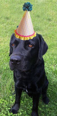 High Quality Black Lab birthday Blank Meme Template