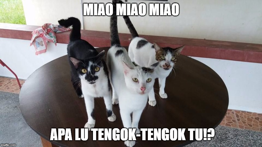 MIAO MIAO MIAO; APA LU TENGOK-TENGOK TU!? | made w/ Imgflip meme maker