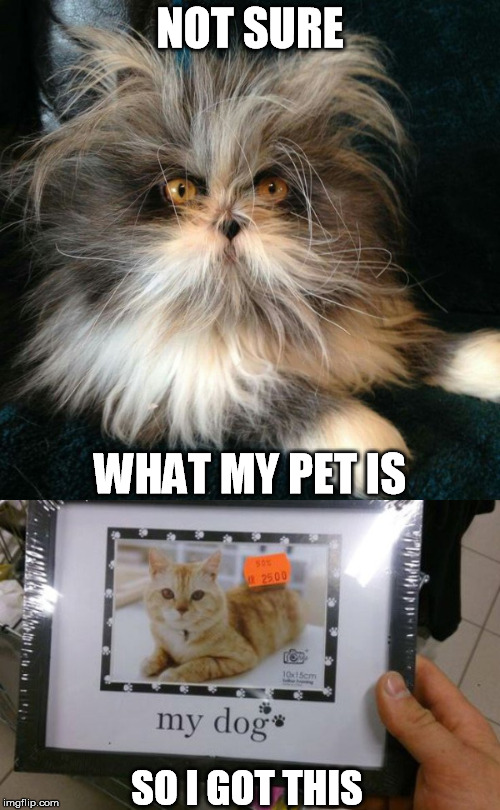 Meet the DatCog | NOT SURE; WHAT MY PET IS; SO I GOT THIS | image tagged in cat,dog,weird,custom template | made w/ Imgflip meme maker