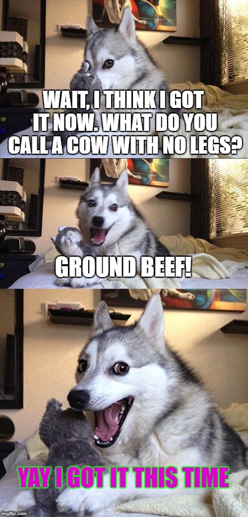 Bad Pun Dog Meme | WAIT, I THINK I GOT IT NOW. WHAT DO YOU CALL A COW WITH NO LEGS? GROUND BEEF! YAY I GOT IT THIS TIME | image tagged in memes,bad pun dog | made w/ Imgflip meme maker