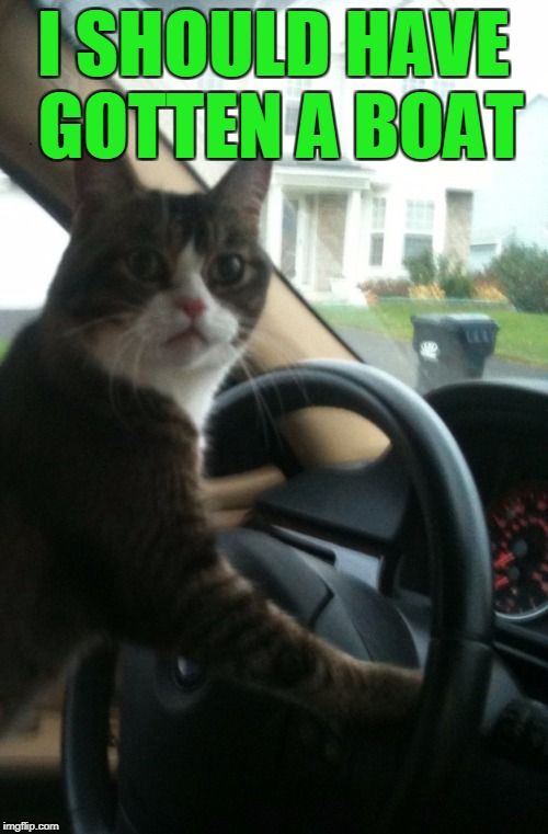 JoJo The Driving Cat | I SHOULD HAVE GOTTEN A BOAT | image tagged in jojo the driving cat | made w/ Imgflip meme maker