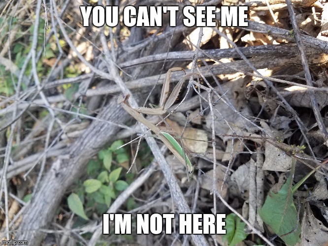 I am camouflage  | YOU CAN'T SEE ME; I'M NOT HERE | image tagged in original meme,a bug's life,camouflage | made w/ Imgflip meme maker